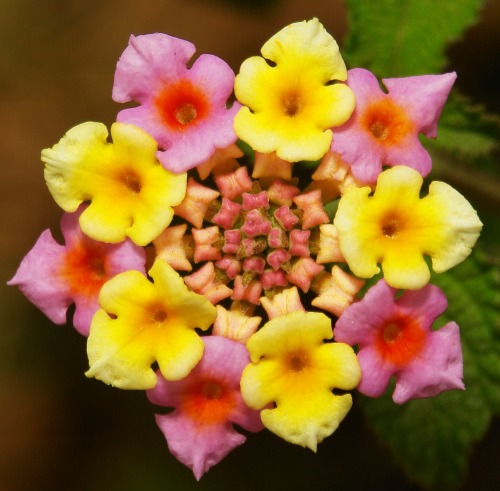 sinophilia:Lantana Lantana, both here in China and in Australia is a noxious choking weed which spr