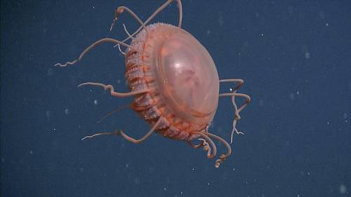 Scientists Uncover a New Deep-Sea Crown Jellyfish Species with Dozens of Coiled Tentacles