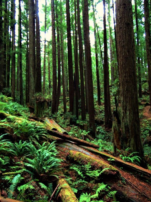 slick-vic:Arcata Community Forest, Humboldt County, CA