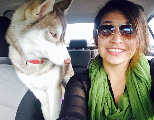 tastefullyoffensive:  Husky does not approve of selfies. [slothwoman] 