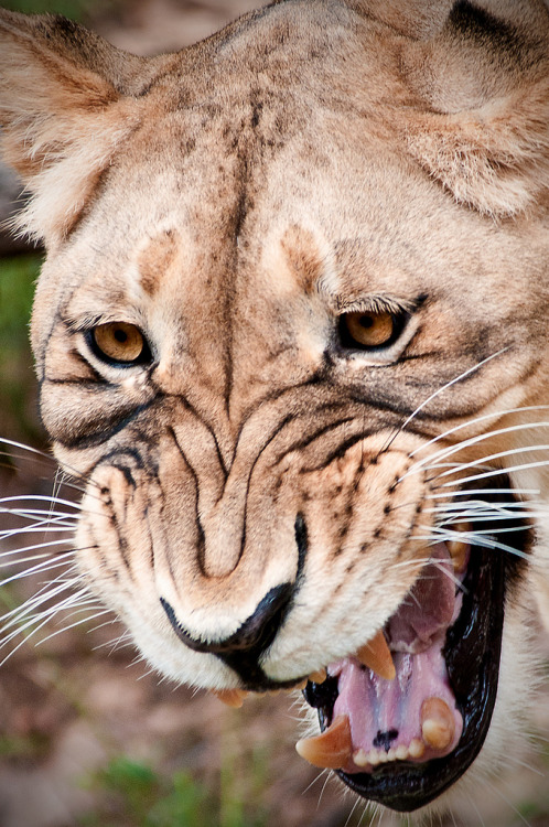 Bendhur Snarling Lion Close-Up (by sunspotimages)