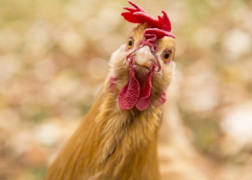 slinkygrl:  International Respect for Chickens Day May 4th 2019