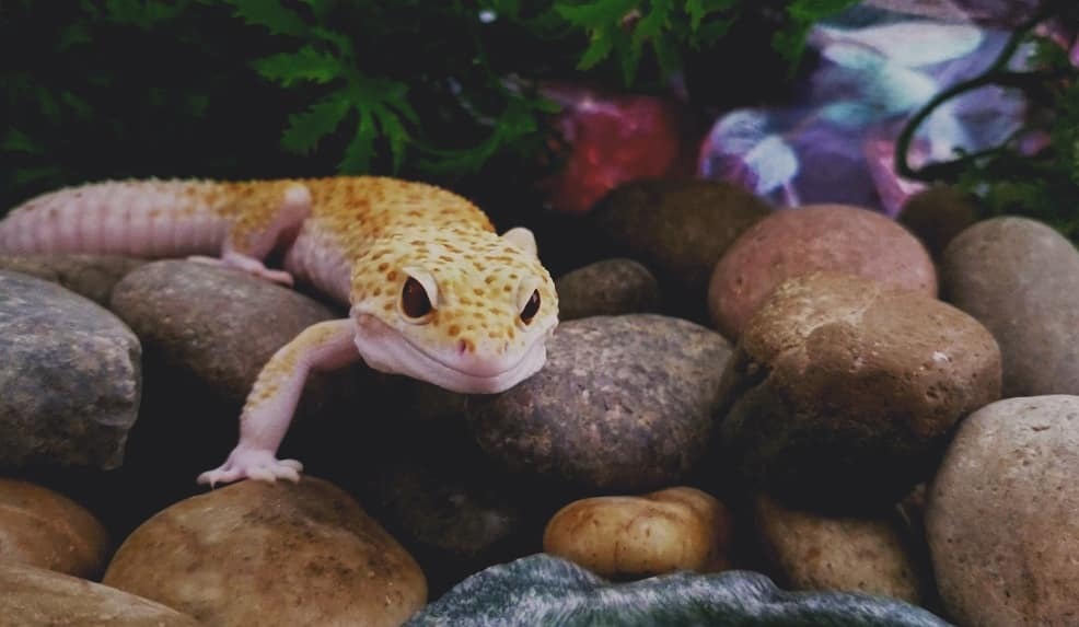 apollo-n-orion: Step 