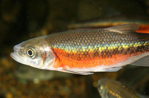 thewondersofanimals: Rosyside Dace More Info and Source here