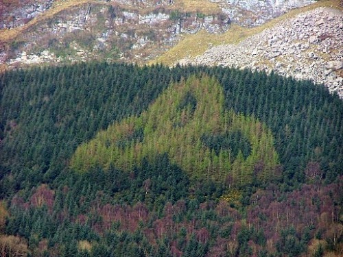irisharchaeology:  I love this piece of woodland art from Co. Sligo. Inspired by ancient Irish designs, Jim McCabe and his family planted this sylvan Trinity Knot in the 1980s. It is located on the slopes of Tomór mountain and can be seen from the nearby