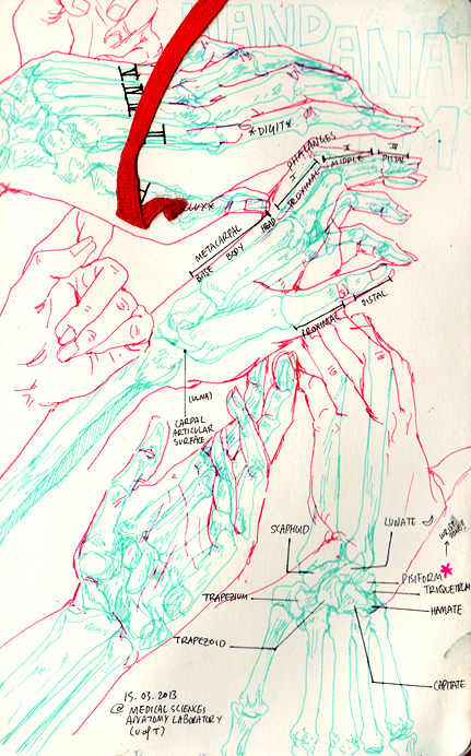 mallius:  some of my sketchbook notes/drawings from my physio/anatomy lectures!!