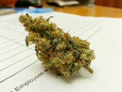 notaxylophone:  Sour Jack 
