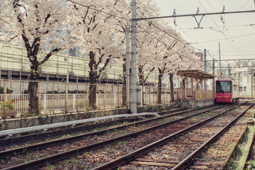 ourbedtimedreams:Sakura and Toden by xperiane (Extremely busy) on Flickr.