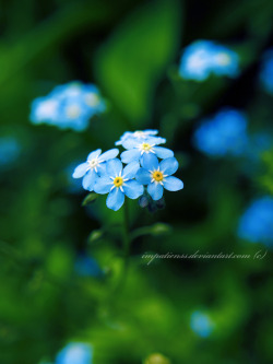 blooms-and-shrooms:  forget-me-not by impatienss 