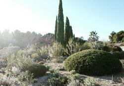 Jardin méditerranéen mais froid polaire… #pepinieresfilippi #jardinmediterraneen #jardinsec #jardinsansarrosage #lomelosiacretica (à Pépinière Filippi)https://www.instagram.com/veroniquemure/p/CYZ01uHMuuf/?utm_medium=tumblr