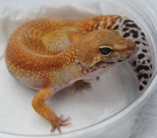 lunationgeckos: Some new additions arrived on Tuesday.  Thank you, @celestial-geckos for entrus