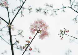 ebiyuka: 一口に桜と言っても色んな種類があるのね。 桜色っていうとこんな淡いピンクがイメージかな。 