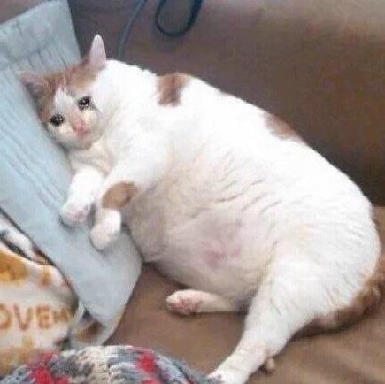 Crying Fat Cat Stimboard Requested By @smmetra