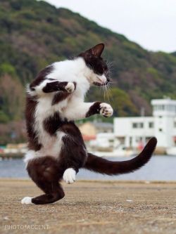 sifu-taichi-kungfu:  Kung fu. Wow. They can all Kung fu. Awesome!follow back  EVERYBODY was Kung Fu fighting&hellip; you&rsquo;re hearing it in your head now, aren&rsquo;t you? You&rsquo;re welcome. 