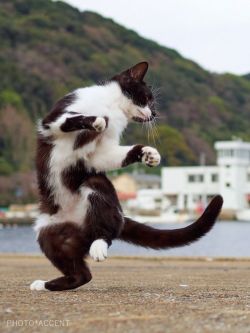 sifu-taichi-kungfu:  Kung fu. Wow. They can