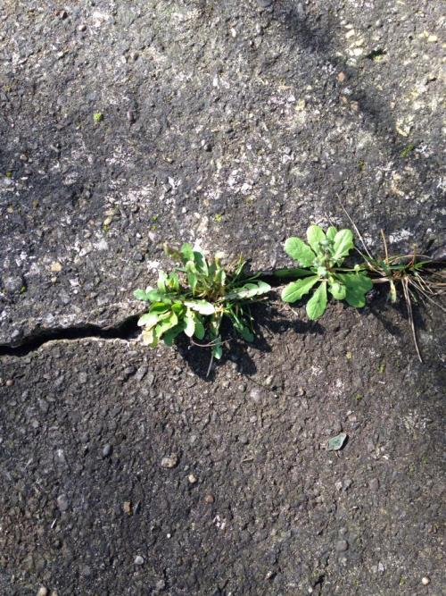 chili-jesson: i love the way plants naturally grow in cracks in the pavement and in the spaces betwe