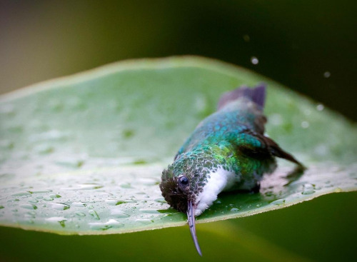 lowcountry-gothic: Morning bath of the Plain-bellied emerald. São Paulo, Brazil. Photo by Ci