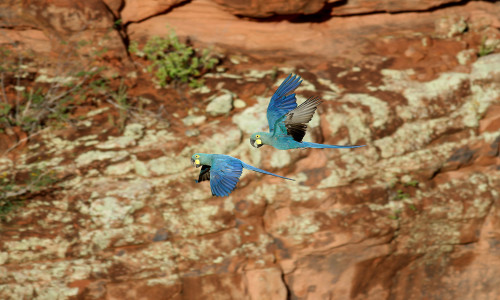 Lear’s Macaw (Anodorhynchus leari)