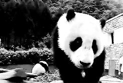 Panda's Love