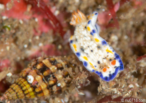 サガミイロウミウシ Hypselodoris sagamiensis (Baba, 1949)