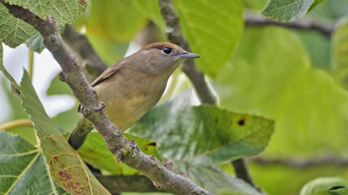 Blackcap - Toutinegra-de-barrete-preto (Curruca atricapilla): femaleTrancoso/Portugal (23/09/2021)[N