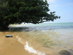 isawatree:  Anini County Beach Park, Kauai by  Jim Gianvito 