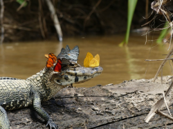 animals-riding-animals:  butterflies riding