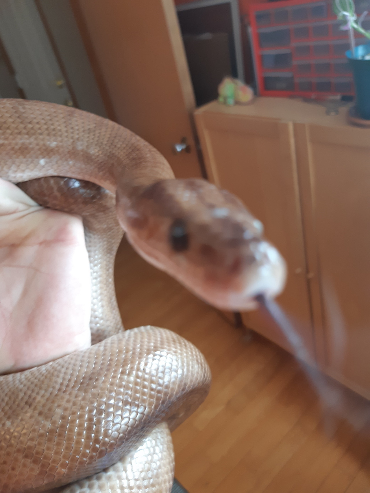 cynic-view:  “An encounter in 4 pictures”  -Rambo, 2019 