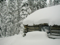 forintelse:  An old ramshackle cabin but relief from the heavy snow…. by vermillion$baby on Flickr. 