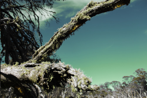 Nature Is Always Watching, Observing, Perceiving.