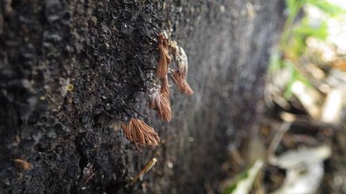 時間が無くて、結局このムラサキホコリしか園内で見つけられず #myxomycetes #slimemold #粘菌 #変形菌