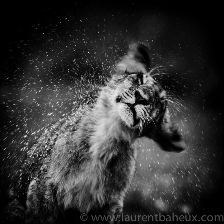 Laurent Baheux