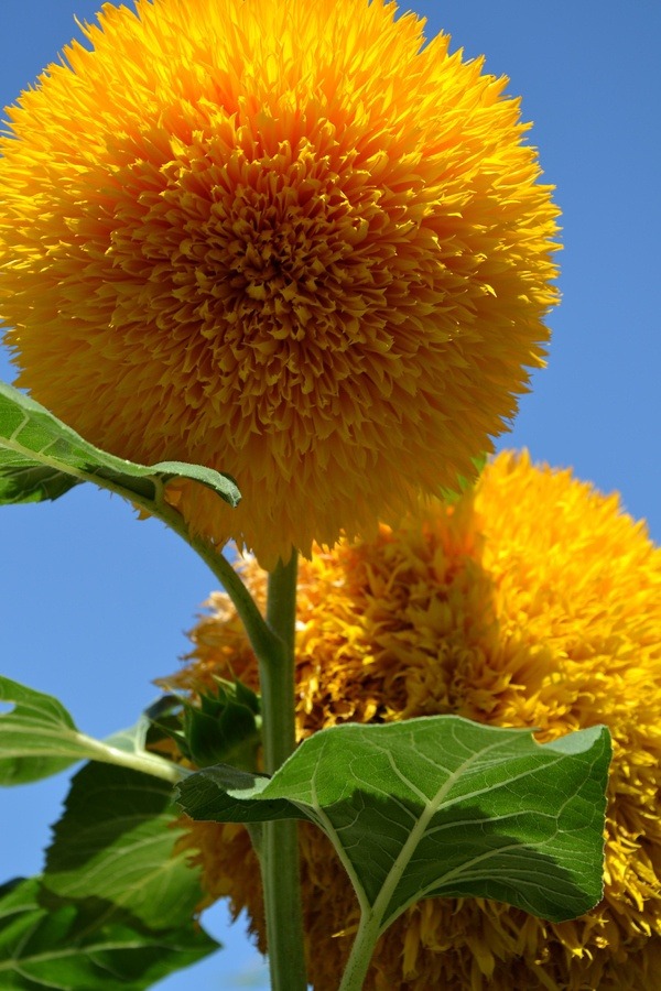 leaaves:  moonflowerchilde:  thesunshinehouse:  Teddy Bear Sunflowers somewhere near