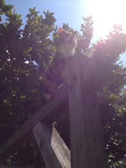 derpycats:  Peanut the majestic lioness is