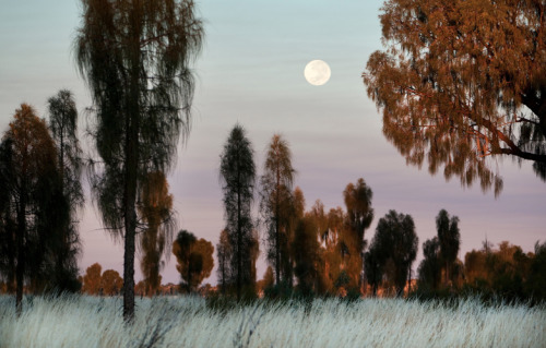 Amy Toensing : Australian Aborigines 