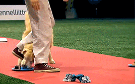 thecutestofthecute:  hannahbowl:  Hilarious Golden Retriever Really Wants To Race But.. First Things First.  This was everything I needed to see today 