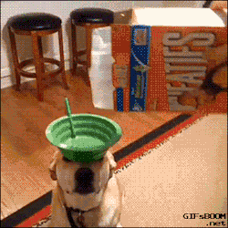 gifsboom:  The Breakfast of Champions. [video]
