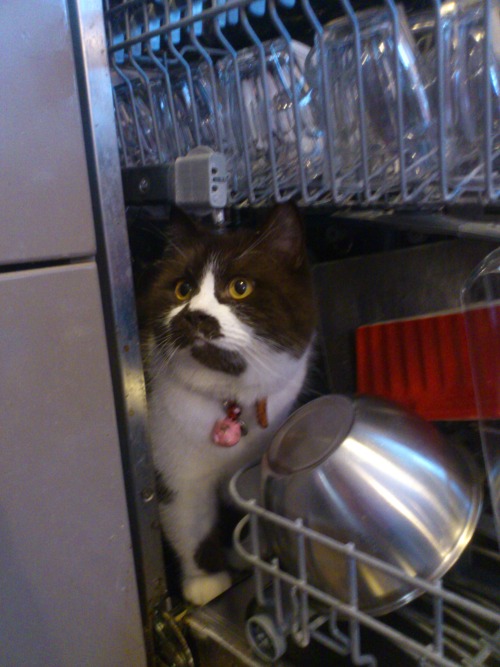 getoutoftherecat:  get out of there cat. the dishes won’t get any cleaner by you sitting in the dishwasher. 