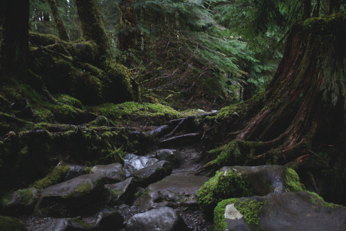 amandakaynorman: Olympic Peninsula April 2017