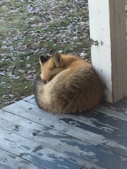 everythingfox:  “Orange dog taking a nap
