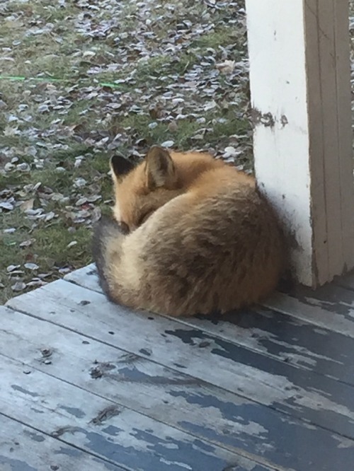 everythingfox:  “Orange dog taking a nap porn pictures