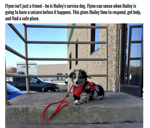 misscherry:  beloved-rose:    Teen With Epilepsy Has A Seizure When Her Service Dog