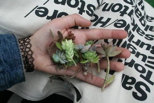 wiltedandroses - × ashleigh ×