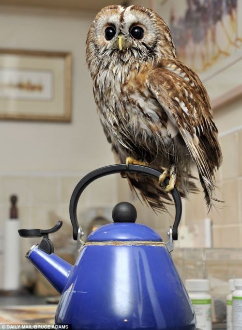 catsbeaversandducks:  Meet Bertie, the owl who is afraid of going outside… and he loves nothing more than helping his owner make a cup of tea! Bertie, the three-year-old tawny owl that is agoraphobic. He shares a farmhouse with his owner Peter Middleton,