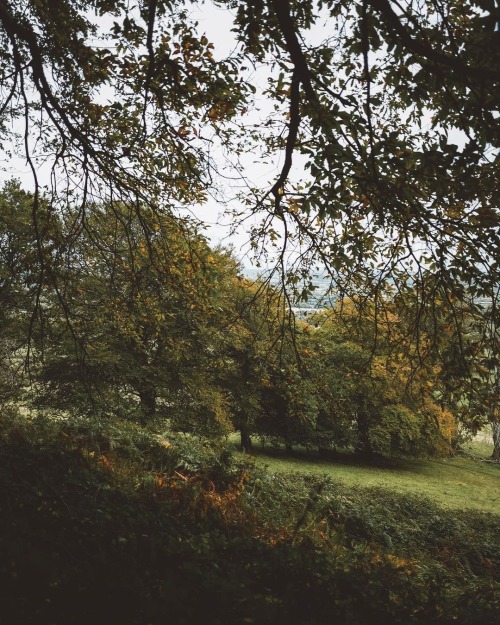 Instagram | Thewildwoodmoth