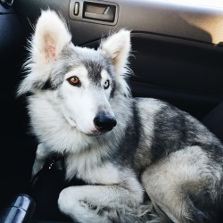 lksdhfeoswrgh:  micahhamilton: Korra. Half husky, half coyote. 