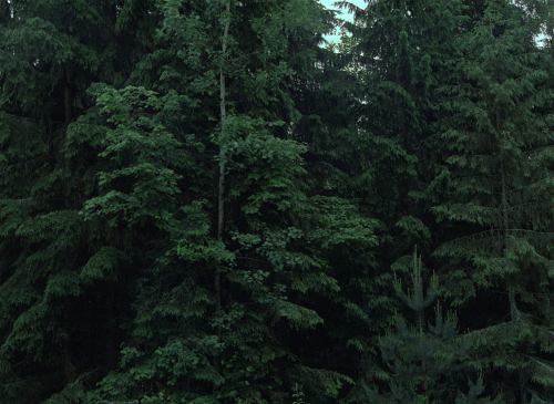 verachytilovas:COME AND SEE ‘Иди и смотри’ (1985) dir. Elem Klimovcinematography by Aleksei Rodionov