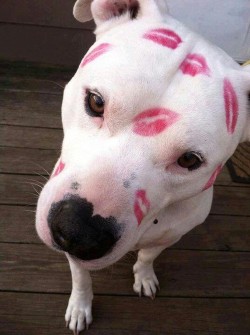 cabronaa:  The only marks a dog should ever have 