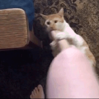unflatteringcatselfies:  I can has derp