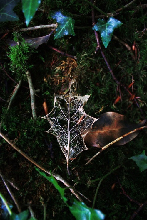 bluepueblo:  Oaken Leaf Skeleton, The Enchanted Wood photo via giara 